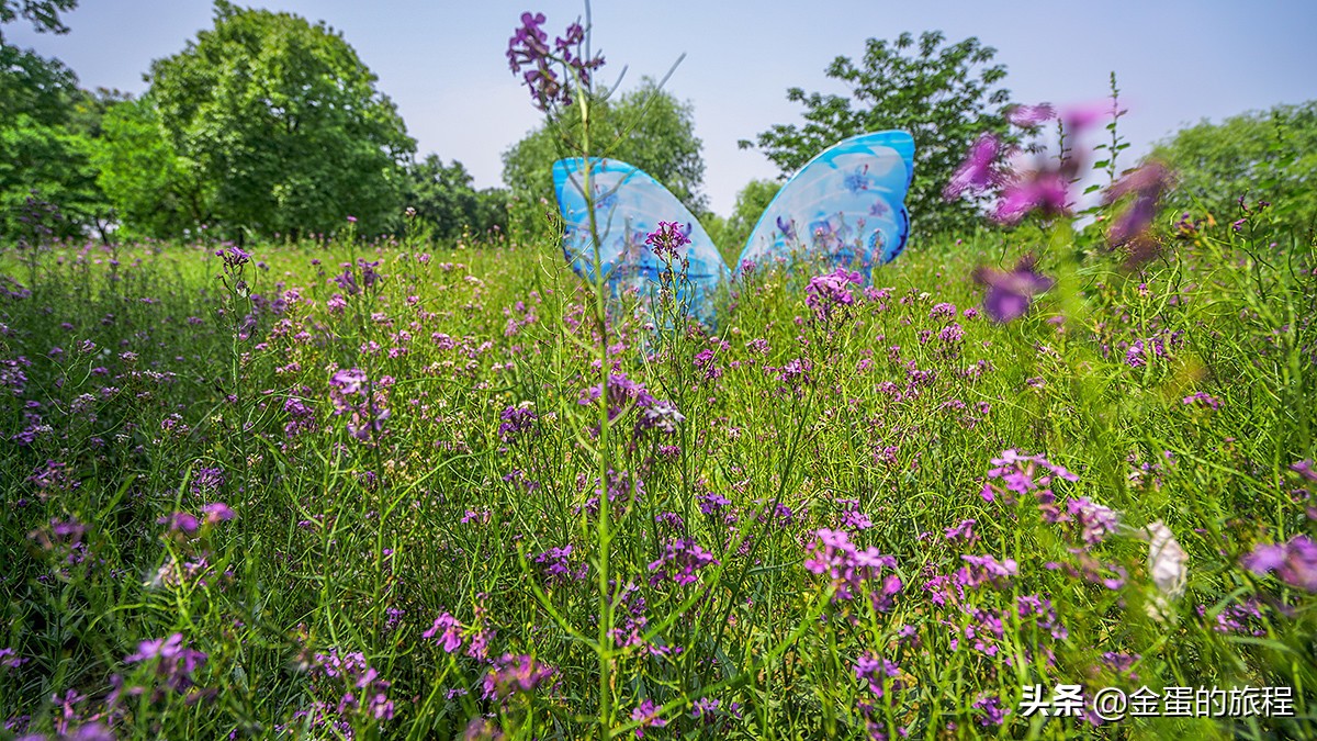 苏州旅游沙家浜,人人都知江南好下一句