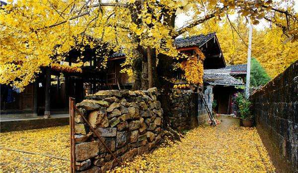 无花果树在庭院内种植有什么寓意,冷杉树长在庭院里风水上有说法吗