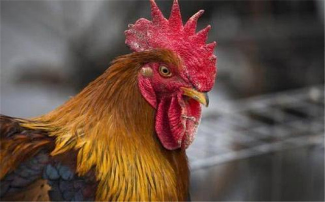 十年鸡头胜砒霜形容什么意思,十年鸡头胜砒霜真的是不能吃吗