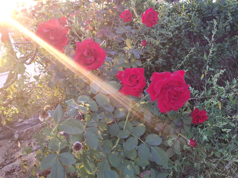 感谢恩师照亮我们的人生路,赞美我的恩师话语