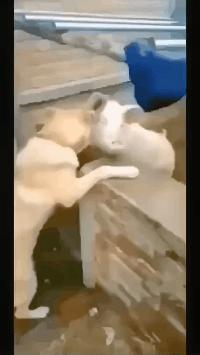 搞笑GIF动图:小姐姐,你体验木乃伊的制作过程,能坚持几分钟