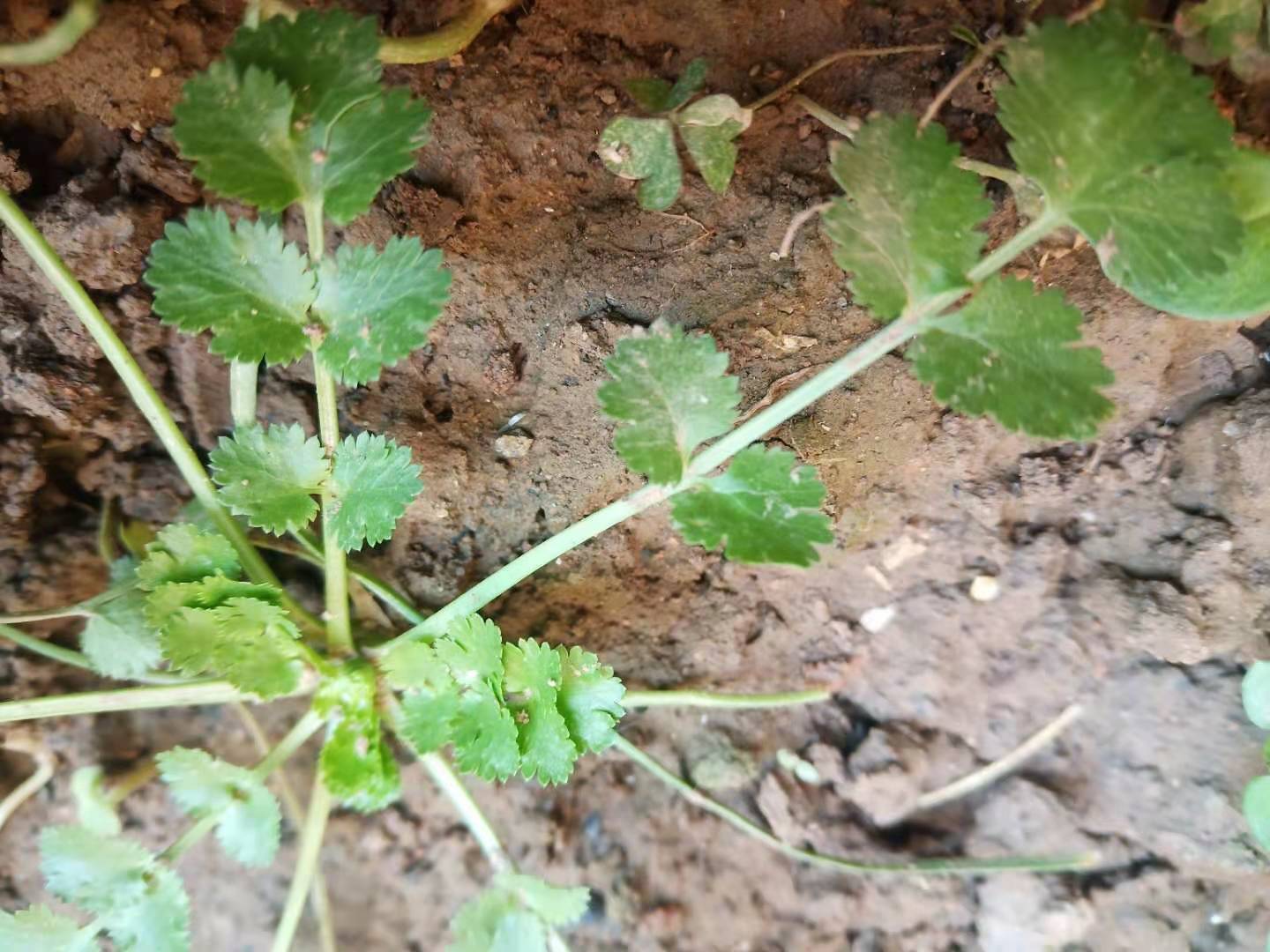 香菜低温变红能治过来吗,香菜幼苗叶片边缘发黄什么原因