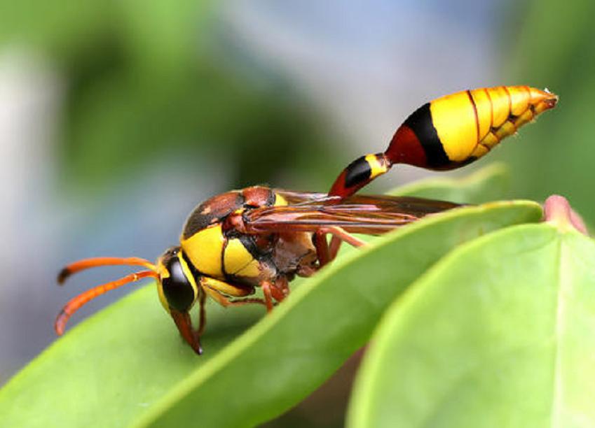别人打马蜂后路人被攻击怎么办,打死马蜂会被其它马蜂报复吗