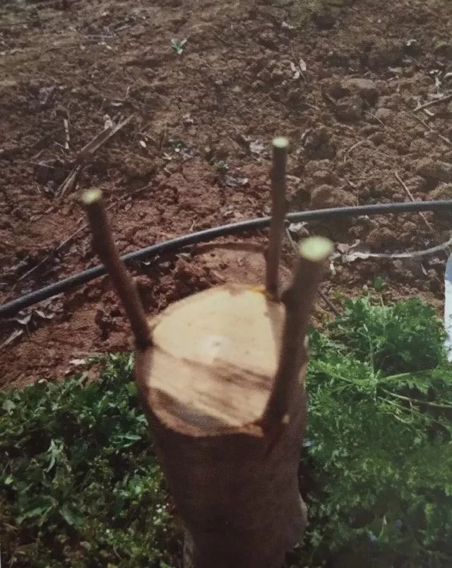 老龄苹果树改造有绝招,苹果树老树最新改造方案