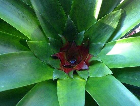 鸿运当头一直不开花是什么原因,鸿运当头怎么不开花