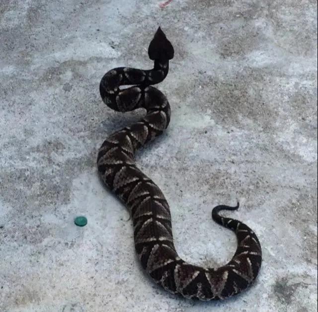 百步蛇的毒性有多可怕,百步蛇被咬症状