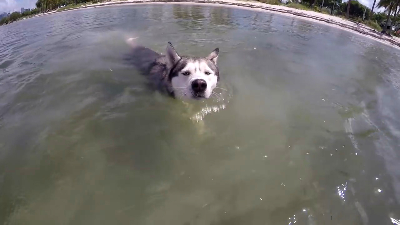 带狗狗出去海边旅游需要带什么,带狗狗去海边攻略