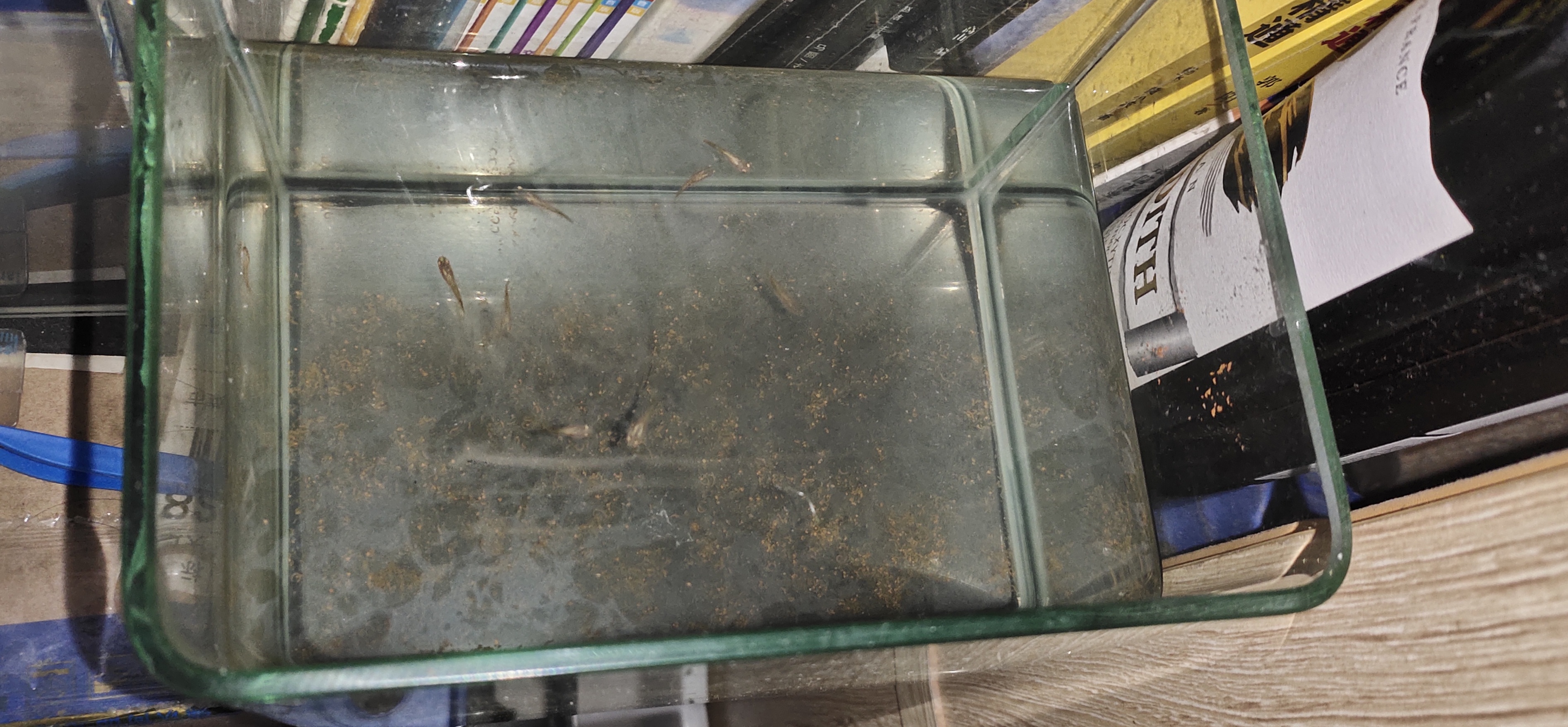 怎么判断孔雀鱼快要生小鱼了,孔雀鱼母鱼正在生鱼仔不吃鱼食