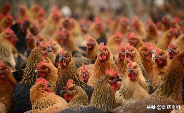 鸡得呼吸道疾病用什么办法能治好,替米考星对鸡呼吸道有治疗效果吗