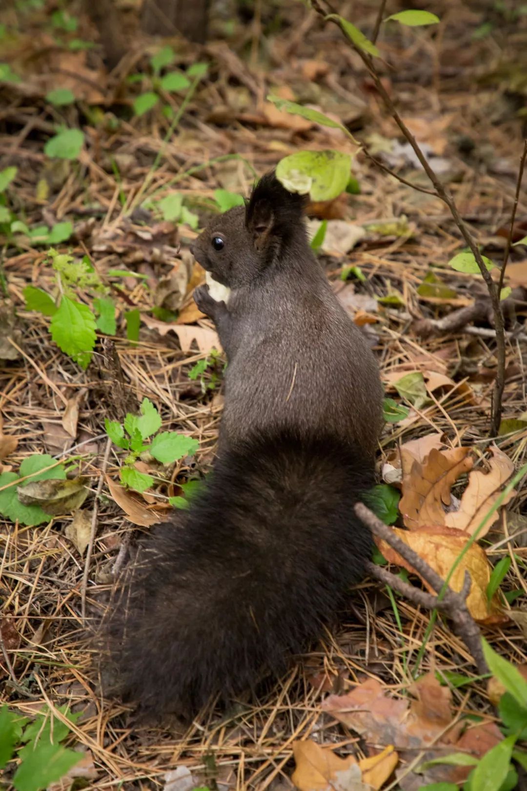 长春一汽是通过啥发展起来,长春一汽发展史