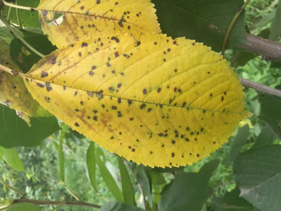 图说樱桃病虫害防治关键技术书籍,樱桃病虫害防治图谱