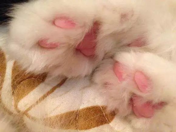 猫咪肉垫看性格,怎么从猫咪的肉垫判断猫咪的性格