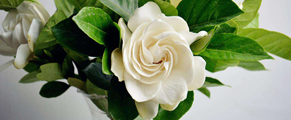 栀子花病虫害叶片图片,月季茉莉栀子花病虫害