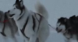 哈士奇救了小镇的10000人…没错，二哈也能当英雄