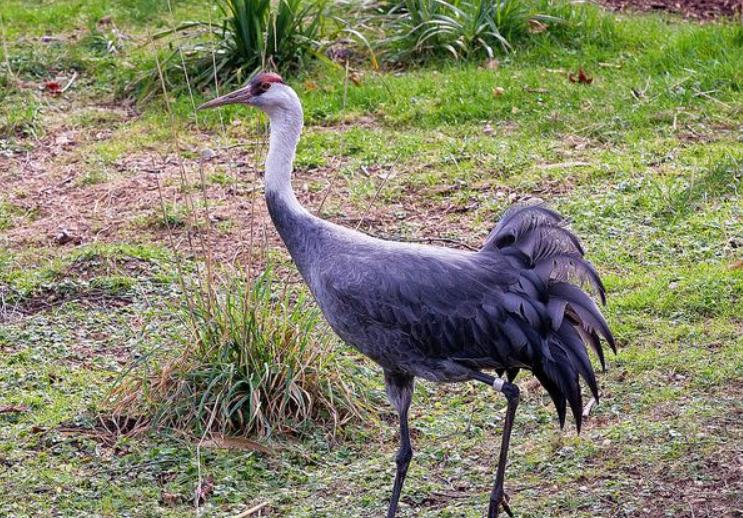 黑龙江发现二级保护动物,黑龙江保护动物有哪些