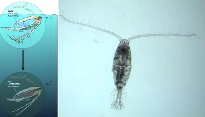 名不虚传的费裤衩鱼，吃完化身喷油射手，香滑口感带来尴尬境遇