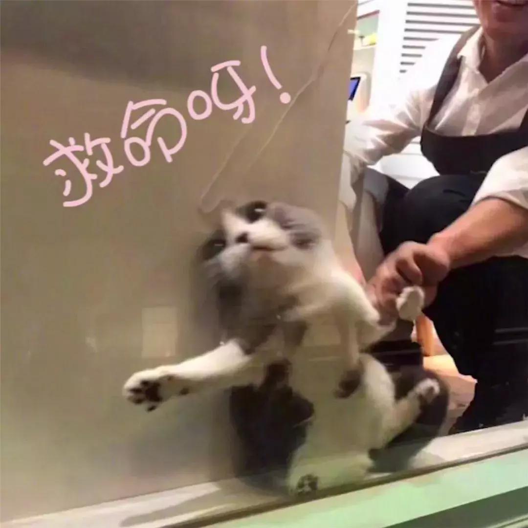猫咪为躲吸猫人群藏在角落，店员将其拖出后，猫脸上满是不情愿！