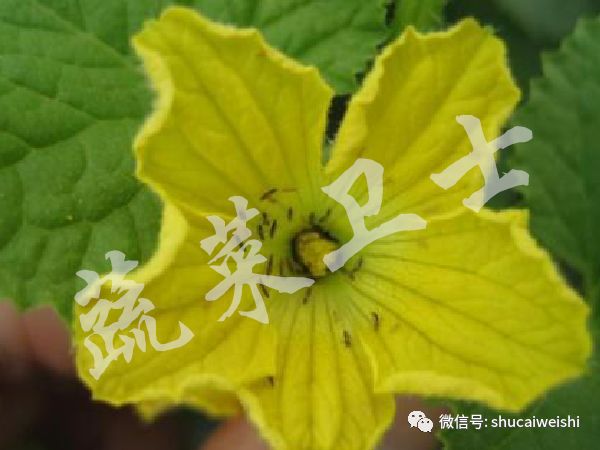 蓟马已经产生危害还能防住蓟马吗,红蓟马为什么比黑蓟马难打