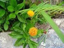 中药药材大全及功效,补肾中药大全及功效