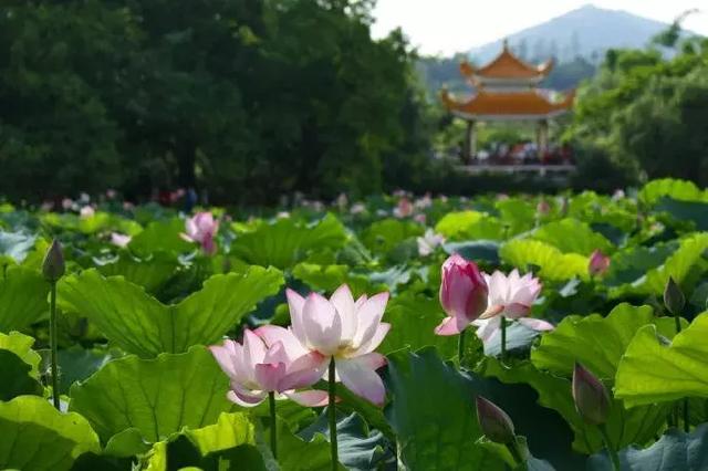 不相信眼泪的城市,深圳不相信眼泪抖音