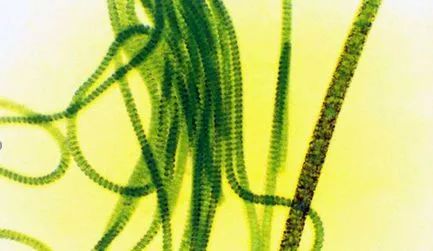 水桶长时间用几年有绿藻怎么办,桶装水青苔是绿藻还是蓝藻