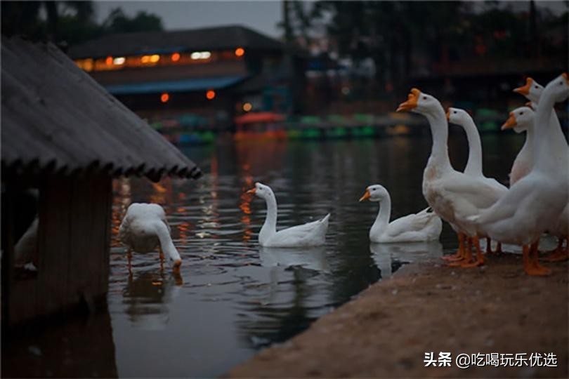 深圳观澜山水田园游乐设施,观澜山水田园旅游文化园相片