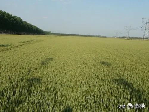 小麦高产抗病抗倒品种有哪些,育种小麦