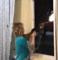 战斗民族的猫就是虎,战斗中的民族猫