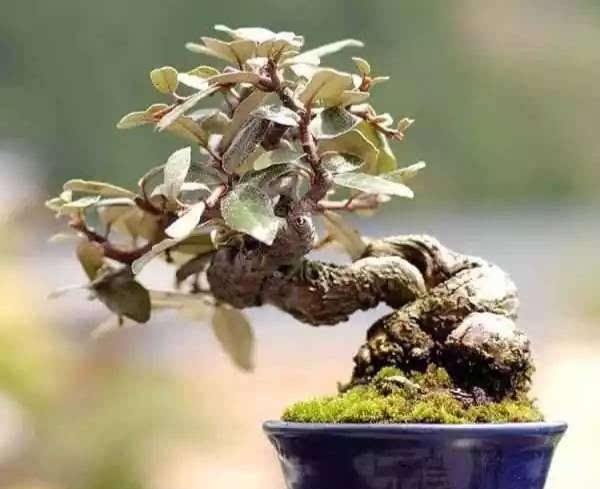 胡秃子做盆景好看吗,胡秃子盆景四季结果吗