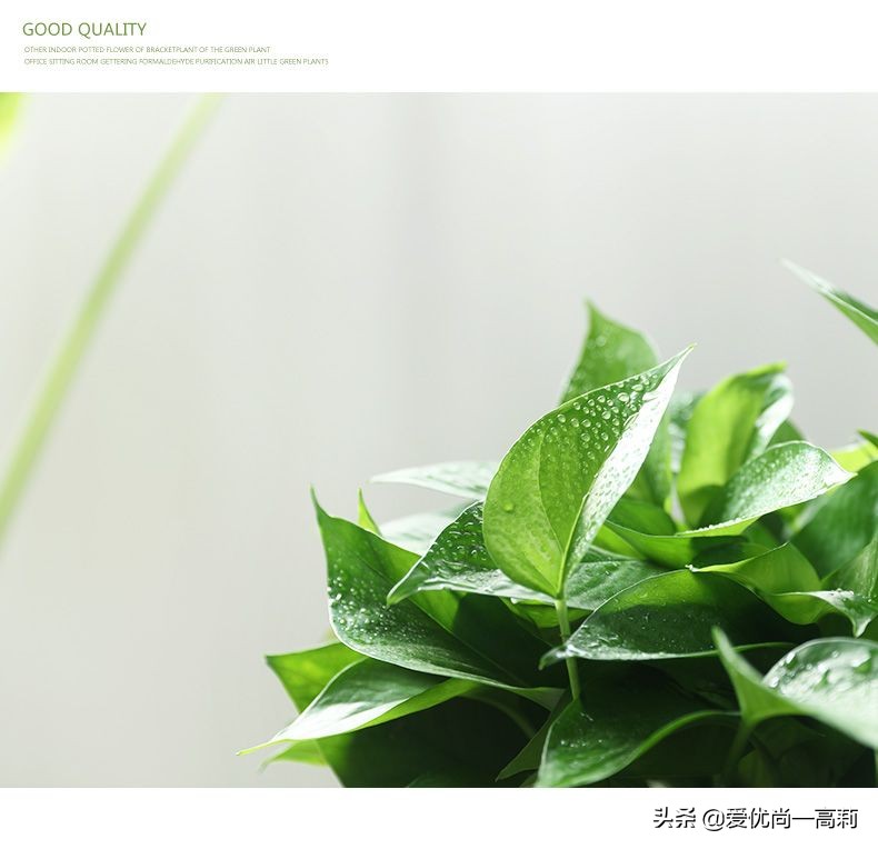 懒人必备小房间,懒人必备小宠物