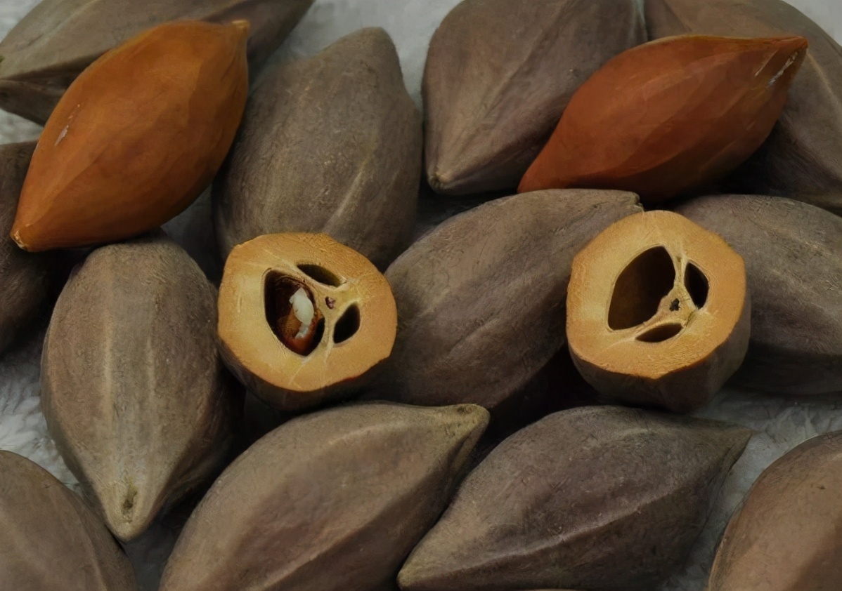 文玩橄榄核是什么品种的,什么样的橄榄核手串最好