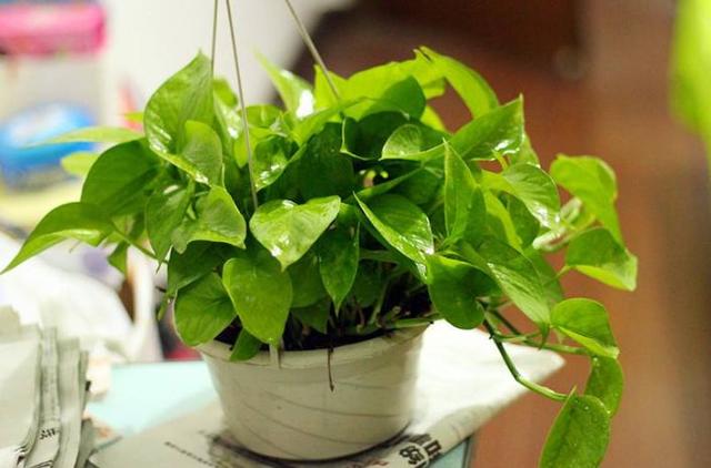 甲醛的危害和清除方法你都知道吗,甲醛如何消除最有效的方法