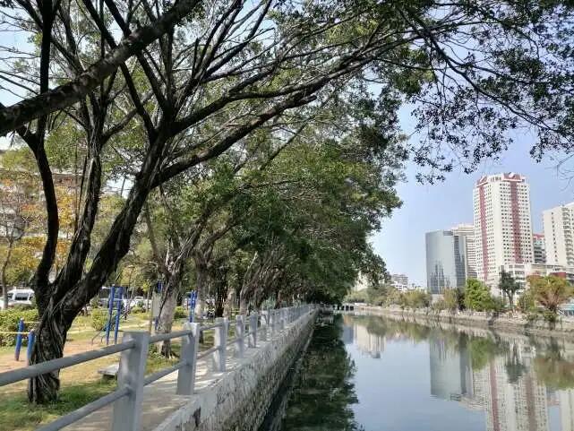 老榕树灵性,老榕树风水