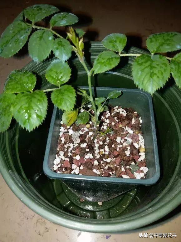 植物降温用什么药,植物降温