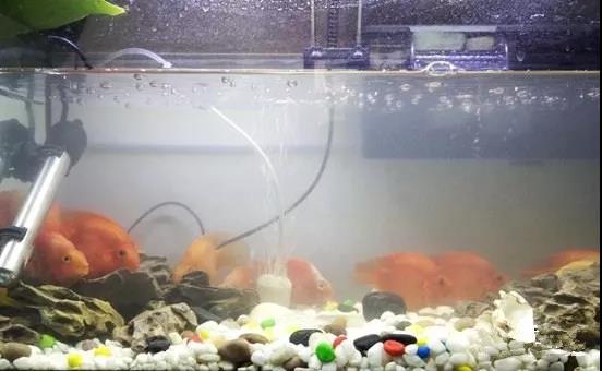 鱼缸水黄对鱼有影响吗,鱼缸水黄有泡沫怎么回事