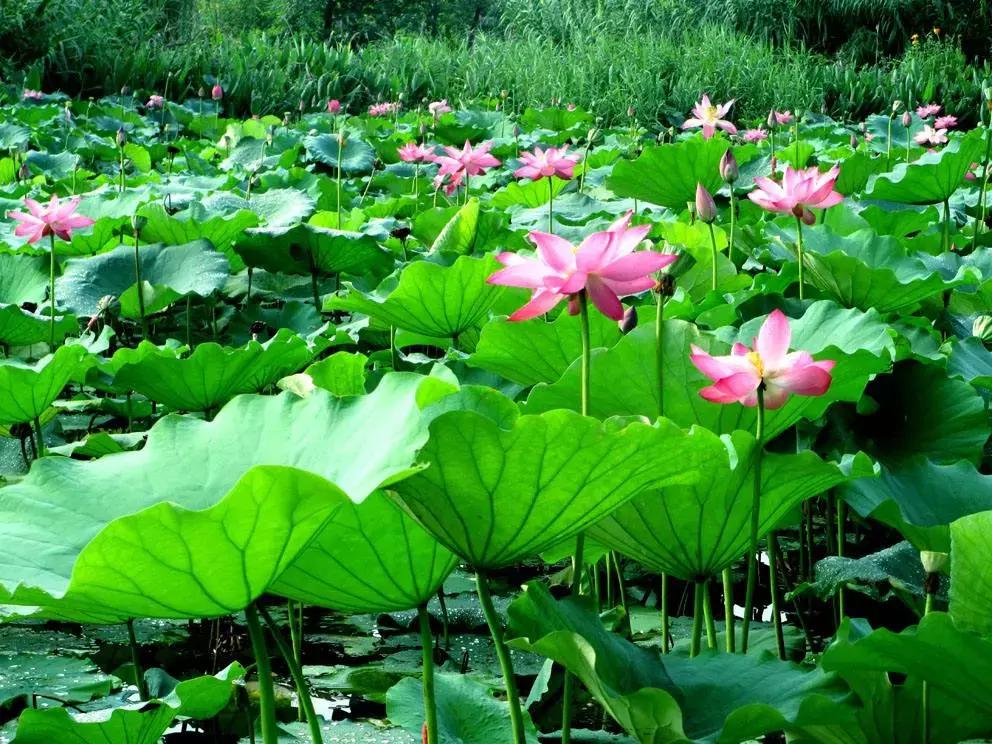 全国十大最佳赏荷好去处,沈阳赏荷花攻略