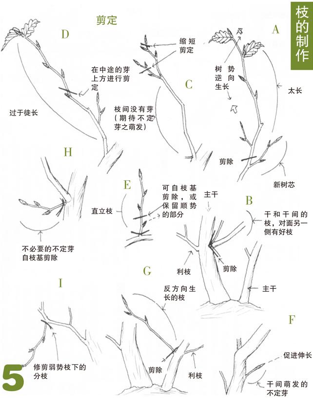 杂木类树木盆景蟠扎应在什么进行,盆景如何造型