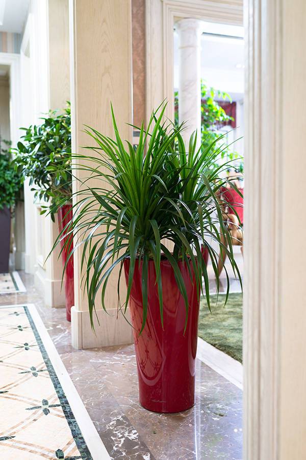 家里的植物放在哪里最好,什么植物适合放在家里不见太阳