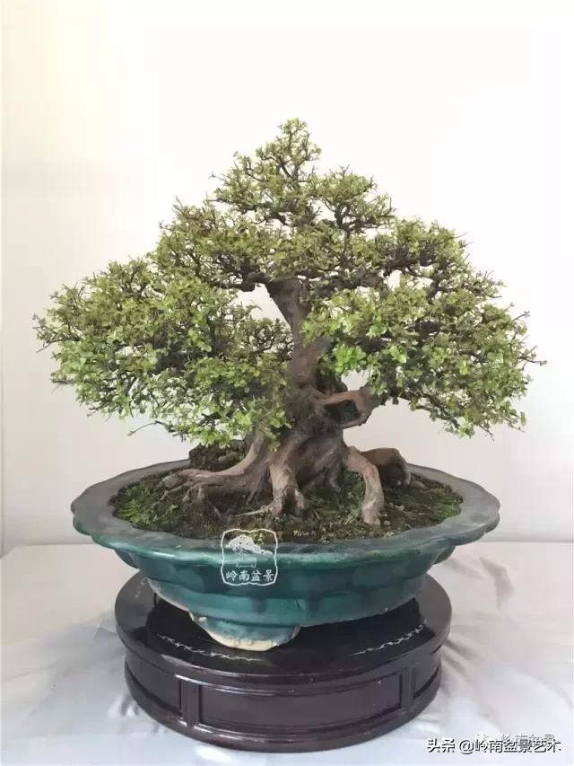 大树型雀梅造型,雀梅盆景怎么养才能爆盆