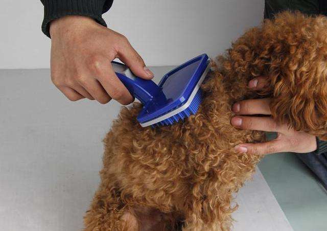 贵宾犬多久驱虫一次,饲养贵宾犬6大禁忌有哪些