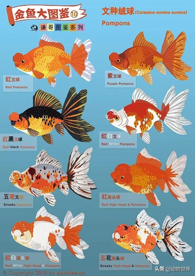 金鱼白盆品种大全,金鱼大图鉴草金