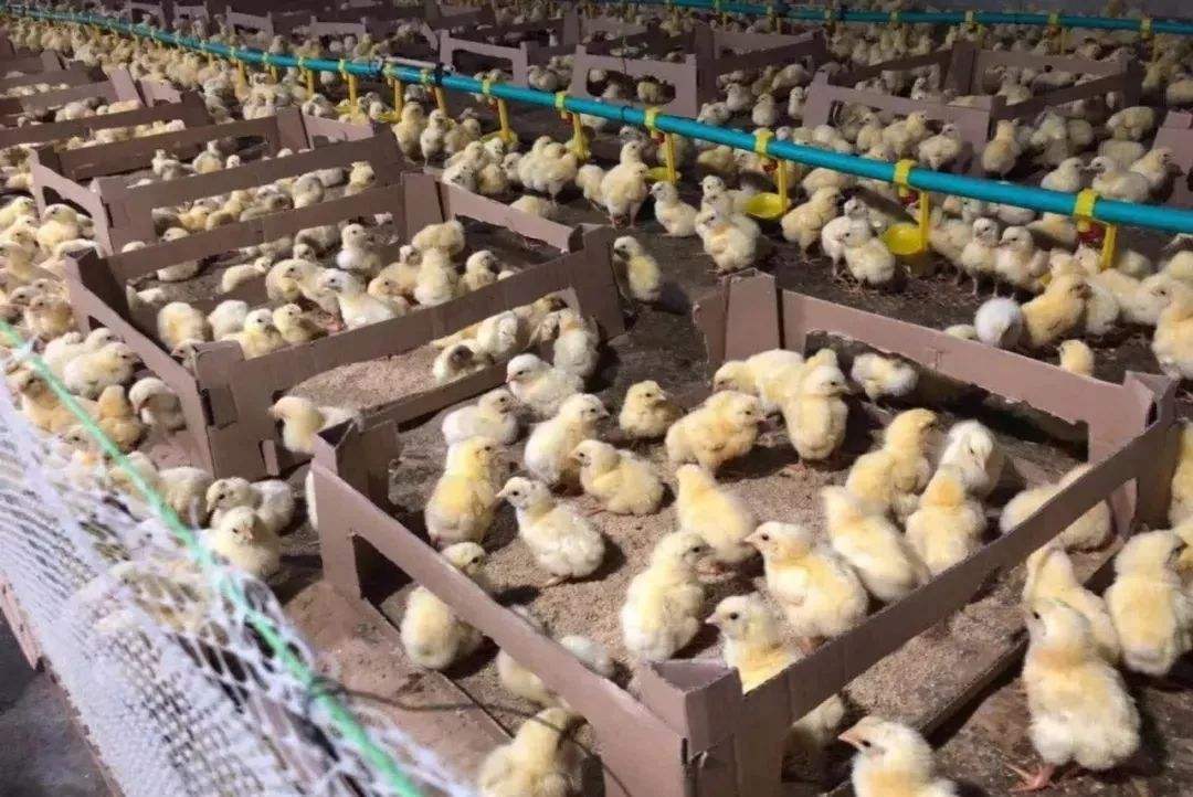 几月份母鸡孵化的雏鸡最容易成活,孵化小鸡没有雏鸡营养液怎么办