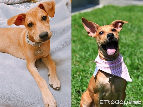 只想养一只比熊,只想养比熊犬