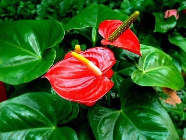 红掌怎么养才会开花越多,怎么让红掌叶绿花红