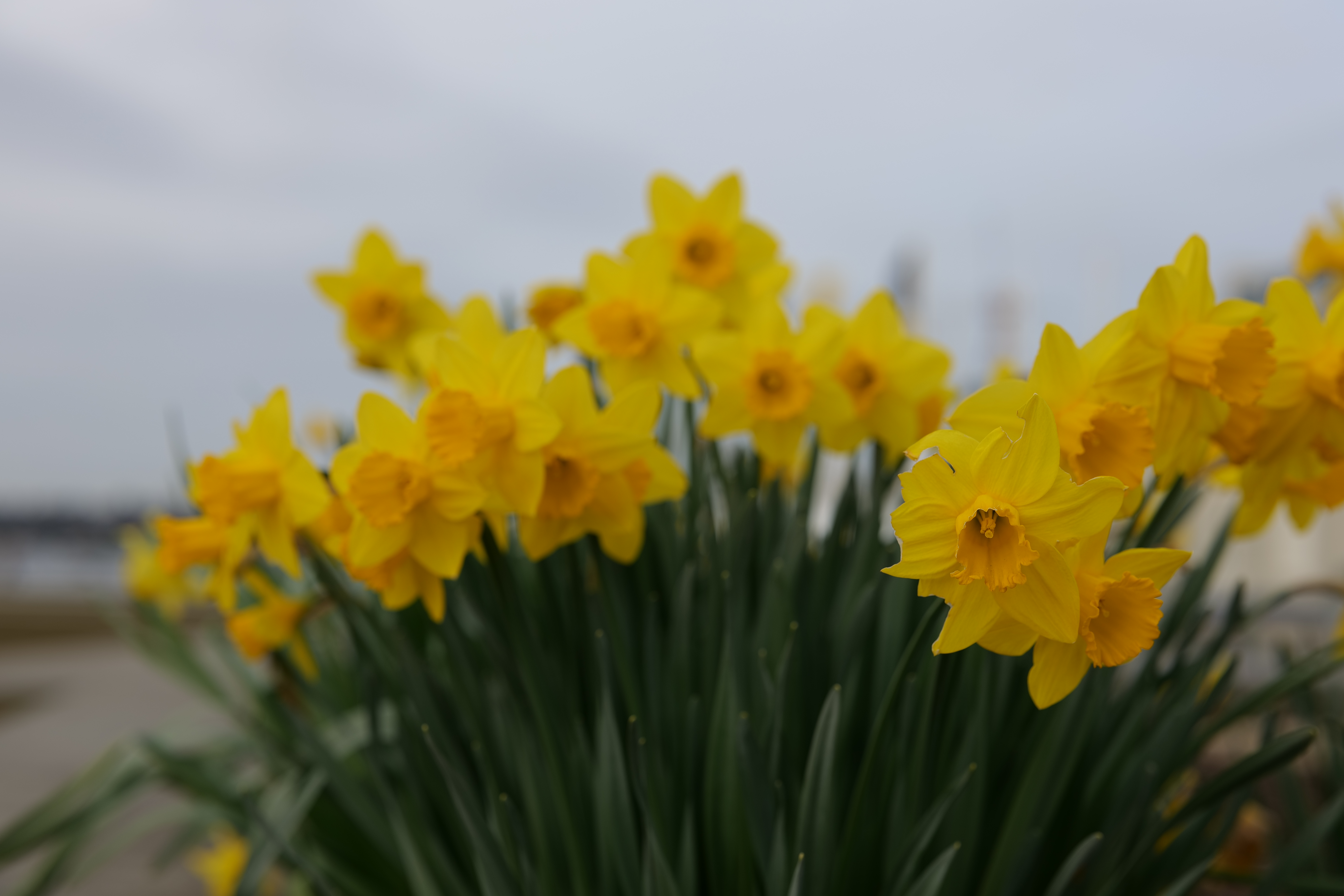 松下50mmf1.8镜头最近对焦距离,松下50mmf1.4全画幅微单镜头
