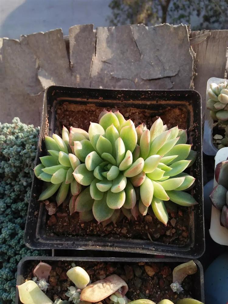 多肉黑霉病怎么消除最有效,多肉白腐病怎么防治