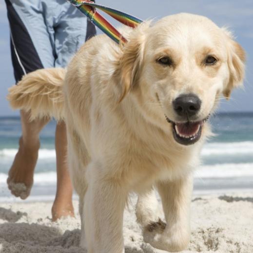 怎么纠正狗狗在遛狗时排便,怎么避免遛狗时狗狗乱捡食