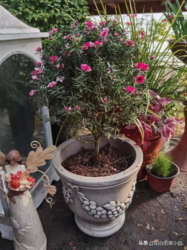 岁寒三友的梅指什么,岁寒三友指的是什么花