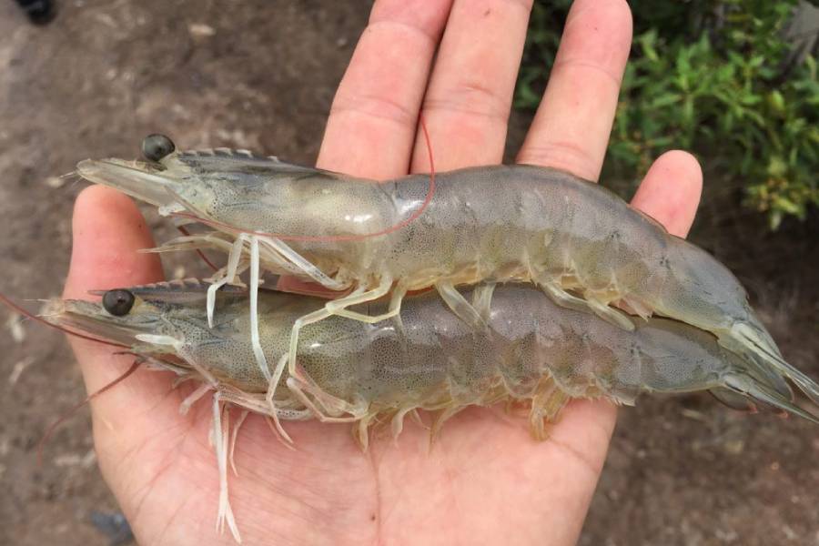 南美白对虾没有氧但是密度不厚,南美白对虾小棚养殖放苗密度