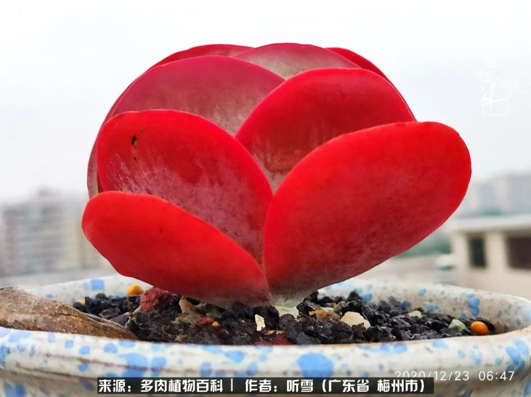 遇见多肉感恩生命中所有的相识,爱上多肉是个压力山大的事